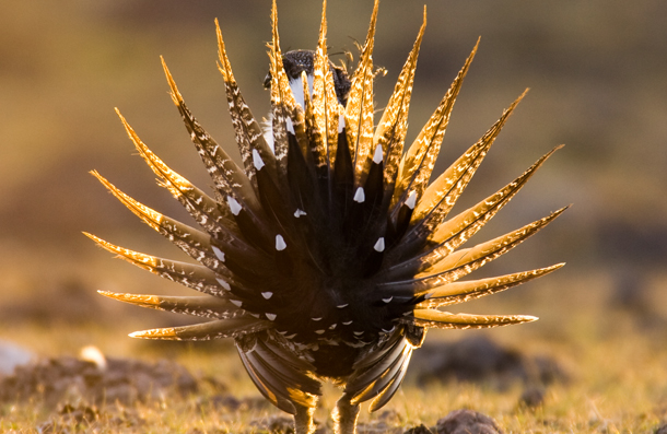 Greater Sage-Grouse, Noppadol Paothong