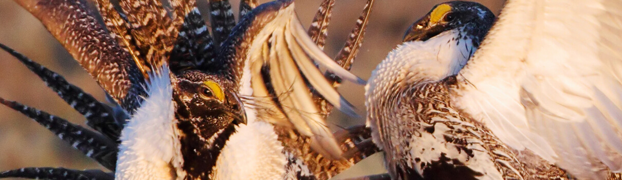 Greater Sage-Grouse fighting, Pat Gaines