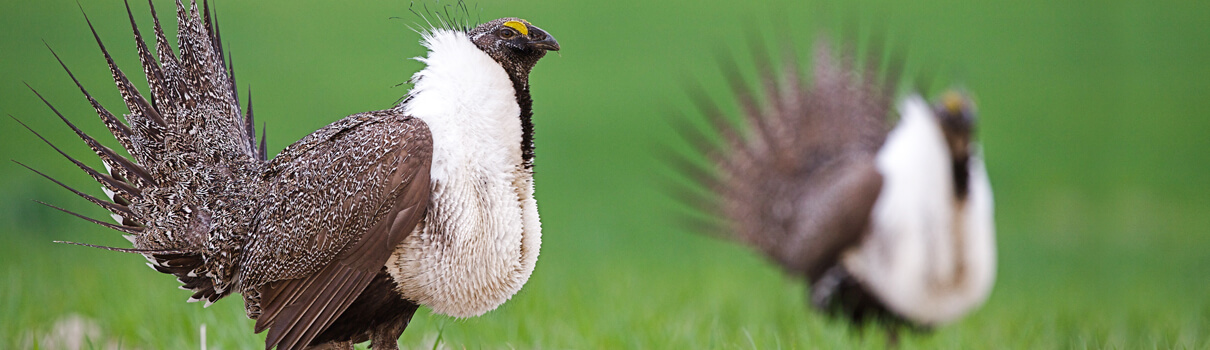 Greater Sage-Grouse, Tom Reichner/Shutterstock