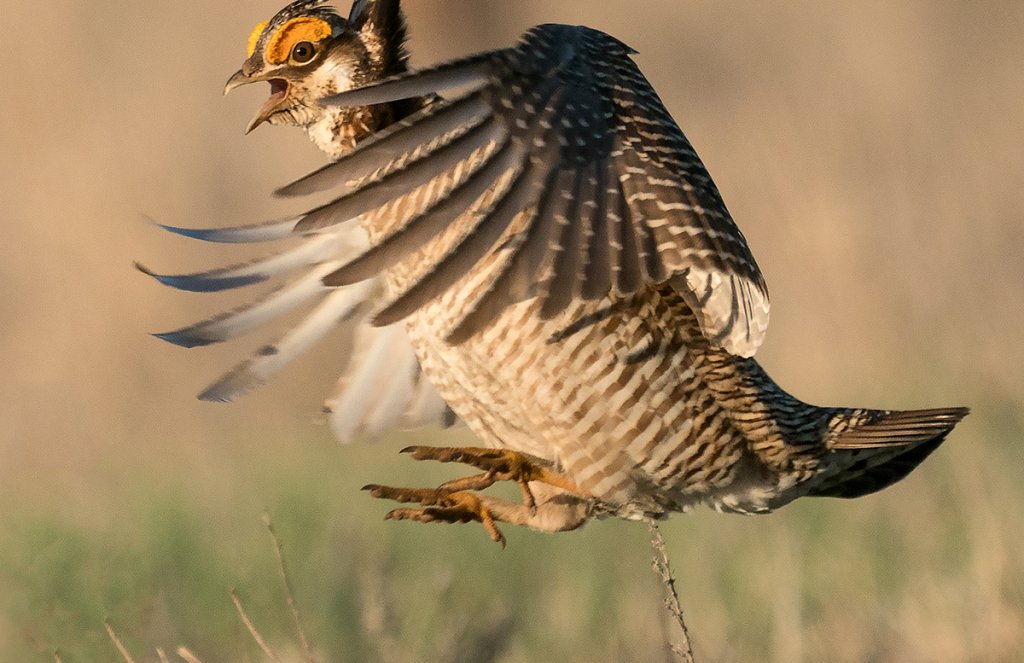 Invasive birds the 7 most common nonnative bird species in the u s 