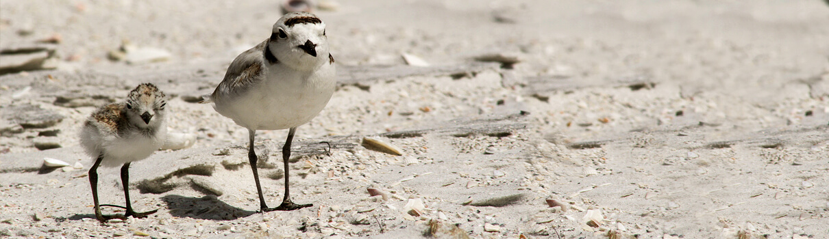Adults will often feign injury to lure threats away from Snowy Plover chicks. Photo by J. Michael Wharton / Shutterstock