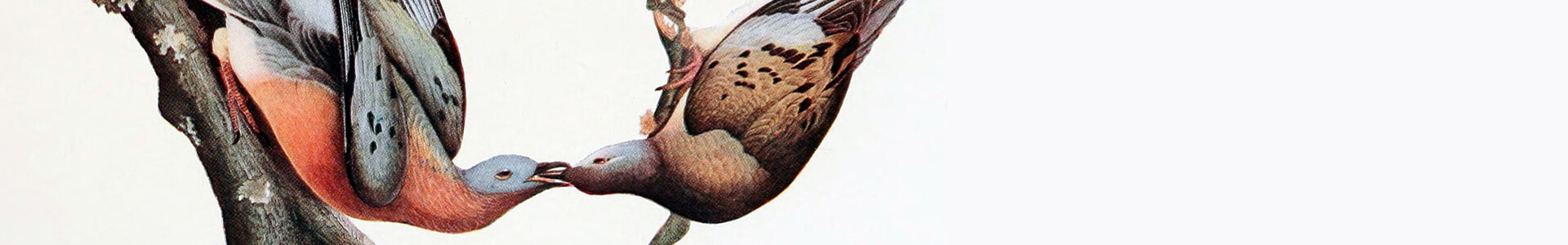 Passenger Pigeons, John James Audubon