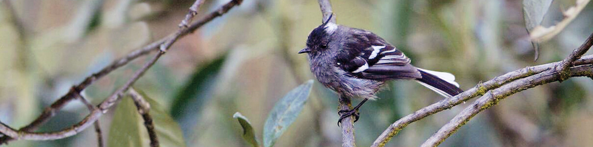 Ash-breasted Tit-tyrant by Joe Tobias