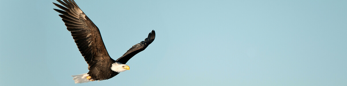 Bald Eagle by Sergey Uryadnikov, Shutterstock