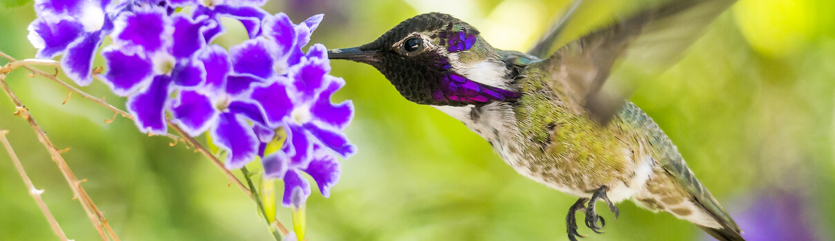 Costa's Hummingbird, kojihirano/Shutterstock
