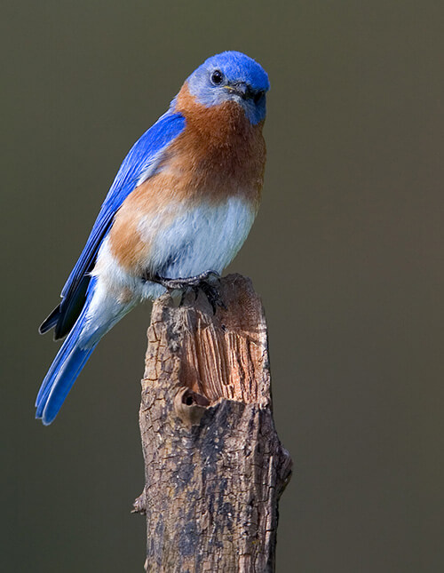 Eastern Bluebird by Gerald Marella
