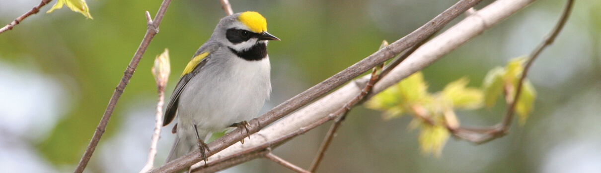 Golden-winged-Warbler by Bill Hubick