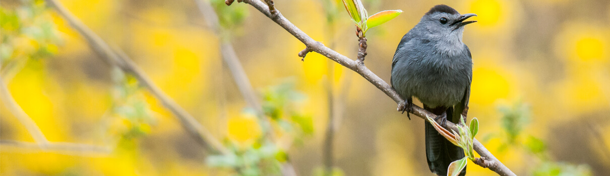 Gray Catbird, Paul Sparks/Shutterstock