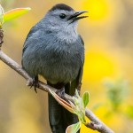 Gray Catbird, Paul Sparks, Shutterstock