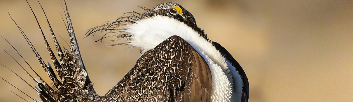 Greather Sage-Grouse, Pat Gaines