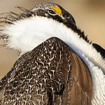 Greater Sage-Grouse, Pat Gaines