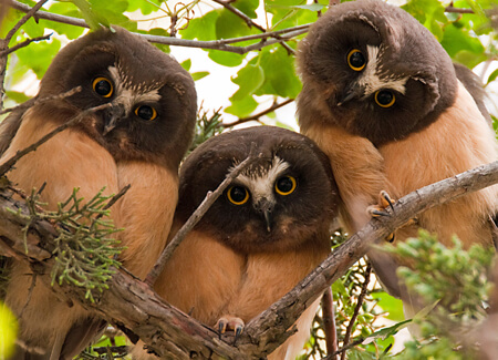 Juvenile Saw-whet Owls, Kathy+Sam