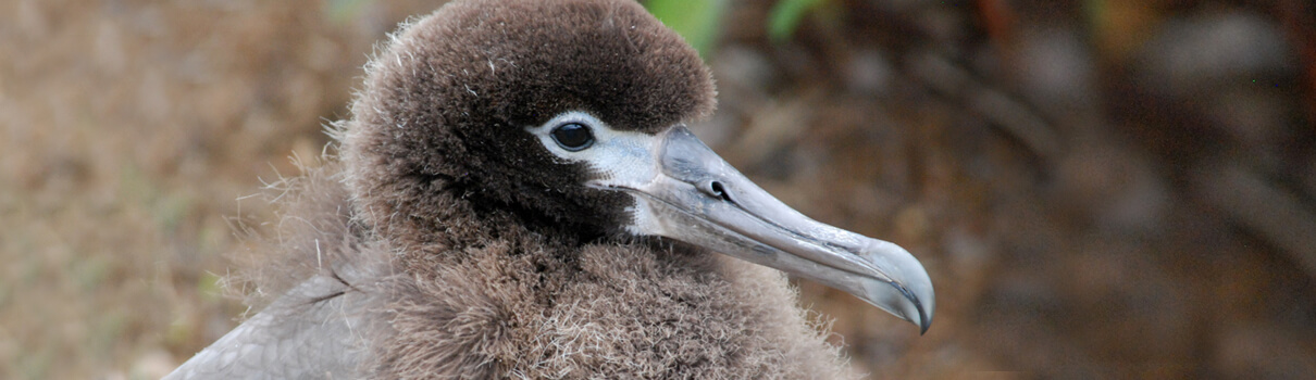 Laysan Albatross chick by Daniel Lebbin
