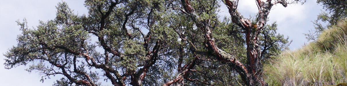 Polylepis trees by Mike Parr