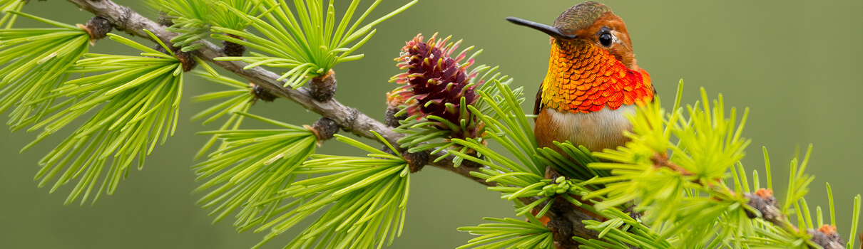 Rufous Hummingbird, Scott Bechtel