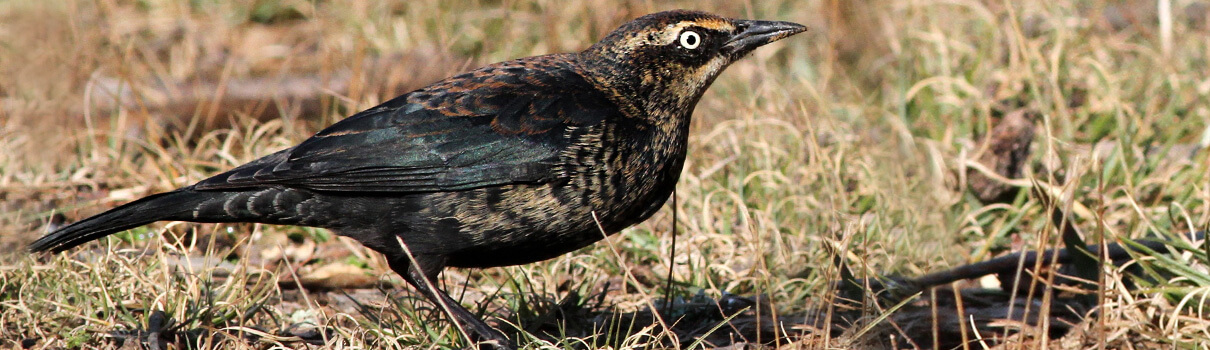 Rusty Blackbird