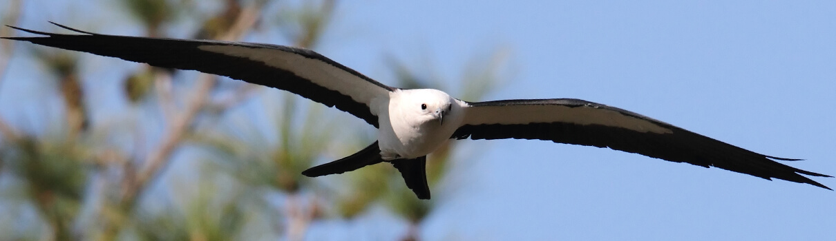 Swallow-tailed Kite, Steve Byland/Shutterstock