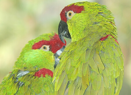 Thick-billed Parrot, Joshua Haviv, Shutterstock