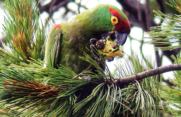 Thick-billed-Parrot by Richard C Hoyer