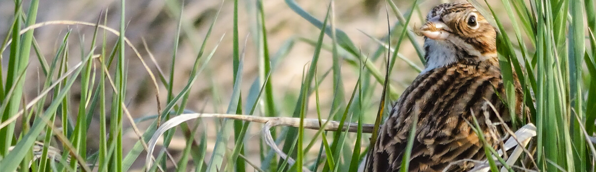 Vesper Sparrow, Klamath Bird Observatory