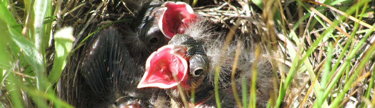 Vesper Sparrow chicks, Bob Altman