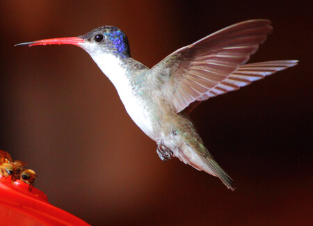 Violet-crowned Hummingbird, Greg Homel, Natural Elements Productions