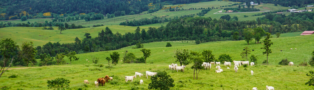 Cows grazing in habitat for Oregon Vesper Sparrow, Umpqua Farm