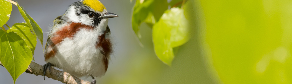 Chestnut-sided Warbler