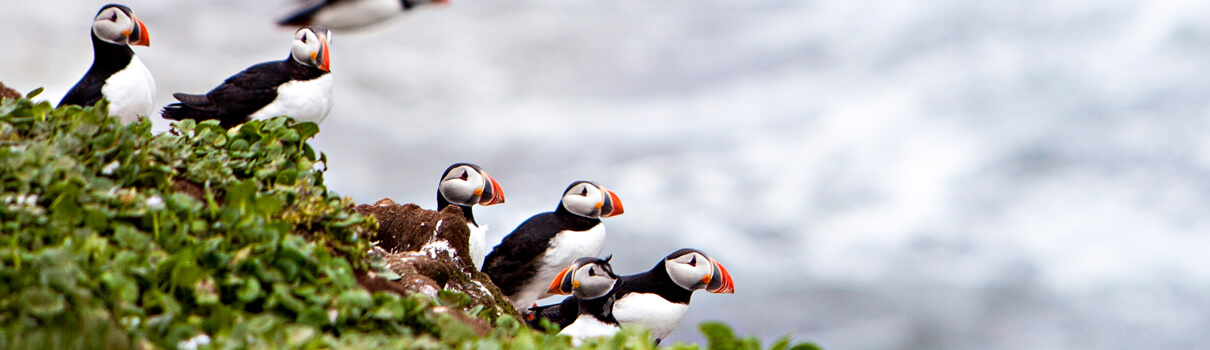 Atlantic Puffins are among the unintended victims of fisheries, known as seabird bycatch. Photo by Michael Zysman/Shutterstock