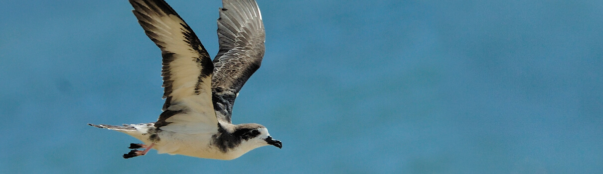 After fledging, young Hawaiian Petrels spend several years living on the open ocean. Scientists hope that when the seabirds return to land to breed, they will come back to the enclosure at Nihoku to raise their young in a protected area. Photo by Jim Denny/Kauaibirds.com