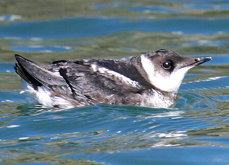 Marbled Murrelet American Bird Conservancy