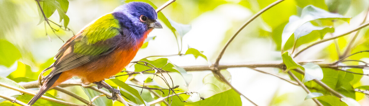 Painted Bunting, Spark Dust/Shutterstock