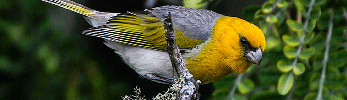 Palila, endangered bird of Hawaii. Photo by Michael Walther