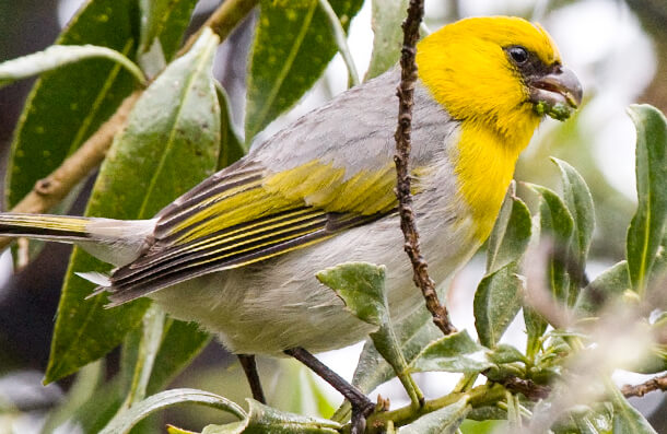 abc staff american bird conservancy home tattoo design bild abc staff american bird conservancy home tattoo design bild