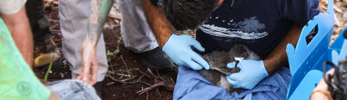 Robby Kohley of Pacific Rim Conservation measures a petrel chick's wing shortly after the birds arrived at their new predator-proof home. Photo by Ann Bell/USFWS