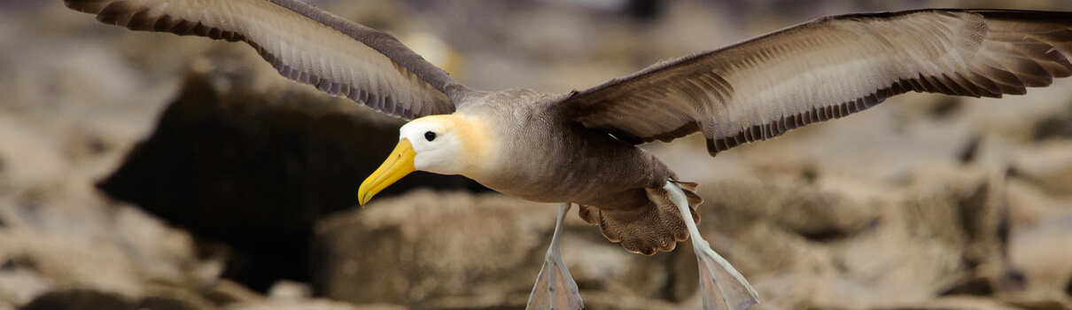 Waved Albatross, Ben Queensborough/Shutterstock