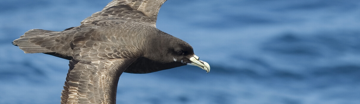 The White-chinned Petrel is another seabird species that is vulnerable to bycatch. Photo by Andrew M. Allport/Shutterstock