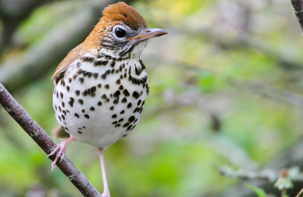 Wood Thrush, Greg Lavaty