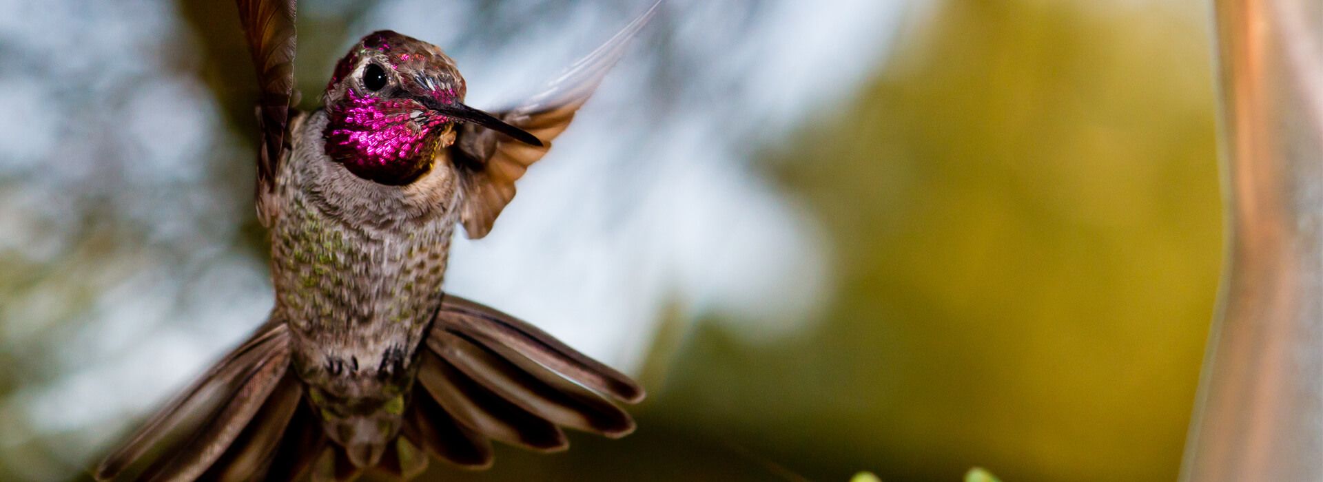Anna's Hummingbird, In the Light Photography/Shutterstock