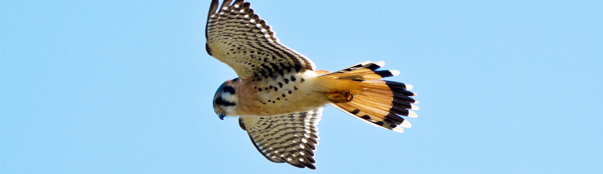 Scientists estimate that wind turbines at California's Altamont Pass wind facility kill more than 300 American Kestrels each year. Photo by Anatoliy Lukich/Shutterstock