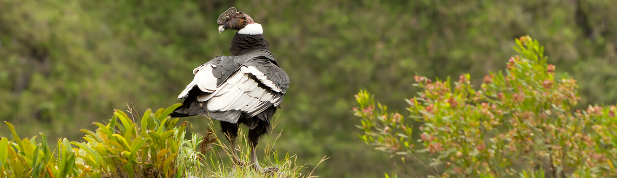 Andean Condor/AmmitJack, Shutterstock