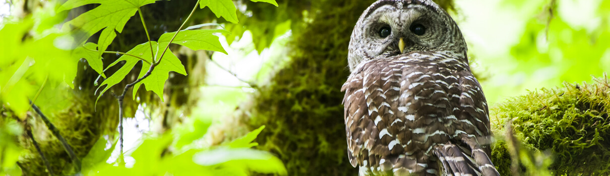 Barred Owl, Jan Zoetekow/Shutterstock