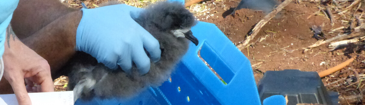 A Hawaiian Petrel chick shortly after being moved to the Nihoku site in November. Photo by George Wallace / American Bird Conservancy
