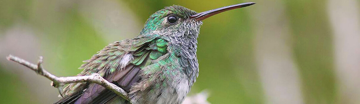 Honduran Emerald Blog_Dec 2015