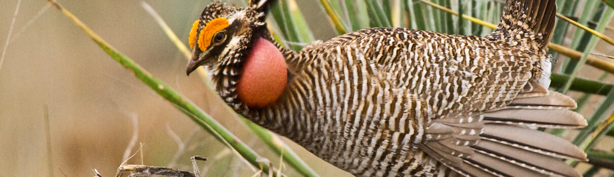 Mitigation banking is one approach that has helped restore natural resources for birds such as the Lesser Prairie-Chicken. Photo by Noppadol Paothong