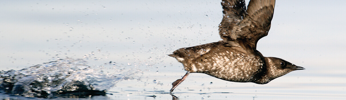 Development of natural resources has resulted in the loss of habitat for many birds, including the Marbled Murrelet. Photo by Mike Danzenbaker