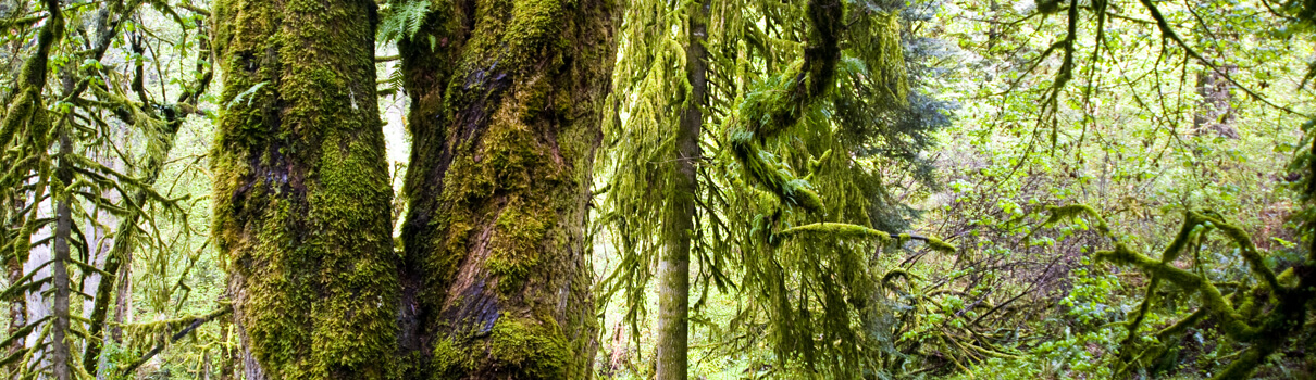 Oregon old-growth forest, Robert Crum/Shutterstock