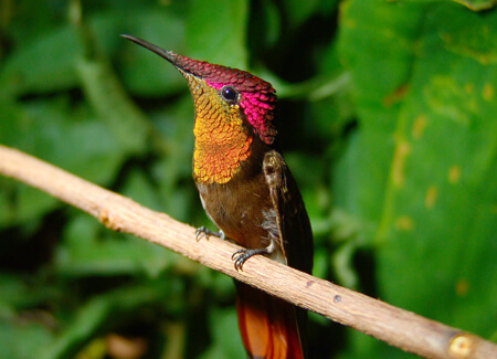 Ruby-topaz Hummingbird, El Paujil, Fundacion ProAves