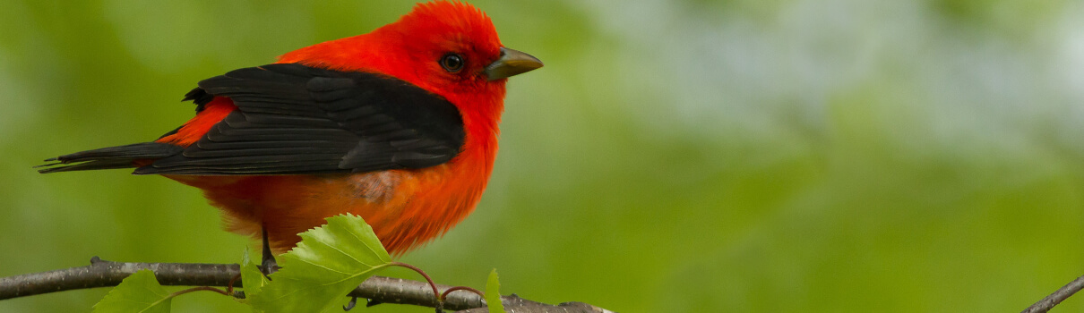 Scarlet Tanager, suemtl/Shutterstock