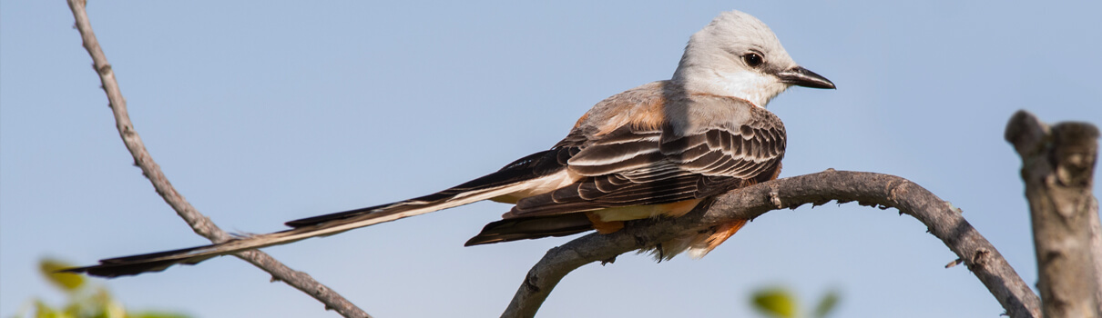Scissor-tailed Flycatcher, Sari ONeal/Shutterstock